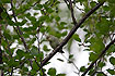 Arctic Warbler