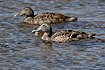 Common Eider with ducklings