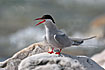 Photo ofArctic Tern (Sterna paradisaeae). Photographer: 