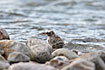 Young Arctic Tern