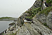 Photo ofAtlantic Puffin (Fratercula arctica). Photographer: 