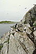 Foto af Lunde (Fratercula arctica). Fotograf: 