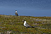 A pair of Long-tailed Skua