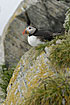 Foto af Lunde (Fratercula arctica). Fotograf: 
