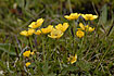 Foto af Polar-Ranunkel (Ranunculus sulphureus). Fotograf: 