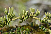 Photo ofAlpine Clubmoss  (Lycopodium alpinum). Photographer: 