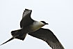 Photo ofLong-tailed Skua (Stercorarius longicaudus). Photographer: 