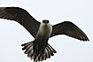 Photo ofLong-tailed Skua (Stercorarius longicaudus). Photographer: 