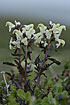 Photo ofLapland Lousewort (Pedicularis lapponica). Photographer: 