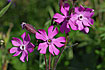Flower of Red Campion 