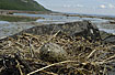The nest of a Common gull