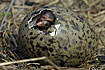Common Gull Egg