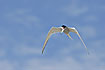 Arctic Tern with a fish