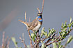 Bluethroat male