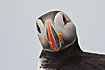 Photo ofAtlantic Puffin (Fratercula arctica). Photographer: 