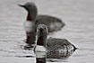 Photo ofRed-throated Diver (Gavia stellata). Photographer: 