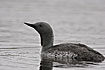 Photo ofRed-throated Diver (Gavia stellata). Photographer: 