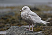 Photo ofGlaucous Gull (Larus hyperboreus). Photographer: 