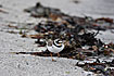 Photo ofRinged Plover (Charadrius hiaticula). Photographer: 