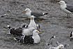 Great Back-backed Gull