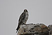 Foto af Jagtfalk (Falco rusticolus). Fotograf: 