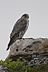 Foto af Jagtfalk (Falco rusticolus). Fotograf: 