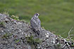 Photo ofGyrfalcon (Falco rusticolus). Photographer: 