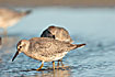 Red Knot juv.
