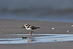 Ringed Plover ad. Winter