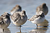 Red Knot and Sandling