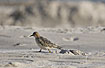 Photo ofBuff-breasted Sandpiper (Tryngites subruficollis). Photographer: 