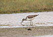 Common Greenshank searching for food