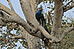 Photo ofIndian Peafowl (Pavo cristatus). Photographer: 