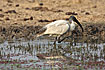 Foto af Indisk Ibis (Threskiornis melanocephalus). Fotograf: 