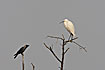Little Egret and House Crow