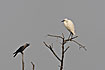 Little Egret and House Crow