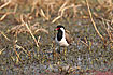 Photo ofRed-wattled Lapwing (Vanellus indicus). Photographer: 