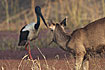 Sambar Deer and Black-necked Stork