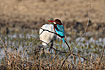 White-Throated Kingfisher