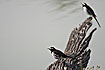 Photo ofWhite-browed Wagtail (Motacilla madaraspatensis). Photographer: 