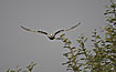 Photo ofBlack-shouldered Kite (Elanus caeruleus). Photographer: 