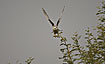 Foto af Bl Glente (Elanus caeruleus). Fotograf: 