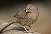 Photo ofJungle babbler (Turdoides striatus). Photographer: 