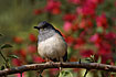 Oriental Magpie-Robin female