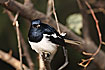 Oriental Magpie-Robin male