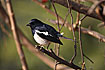 Oriental Magpie-Robin male