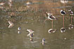 Marsh Sandpipers and Stilts