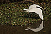 Photo ofYellow-billed Egret (Egretta intermedia). Photographer: 