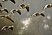 Photo ofBar-headed Goose (Anser indicus). Photographer: 