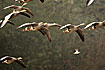 Photo ofBar-headed Goose (Anser indicus). Photographer: 